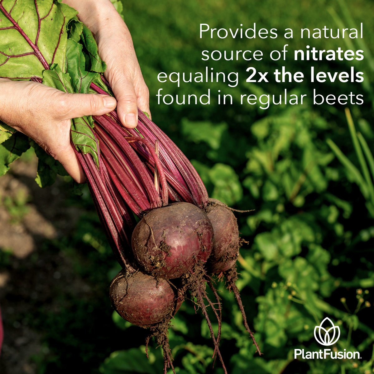 Beet Powder - Fermented Superfood Powder Blend