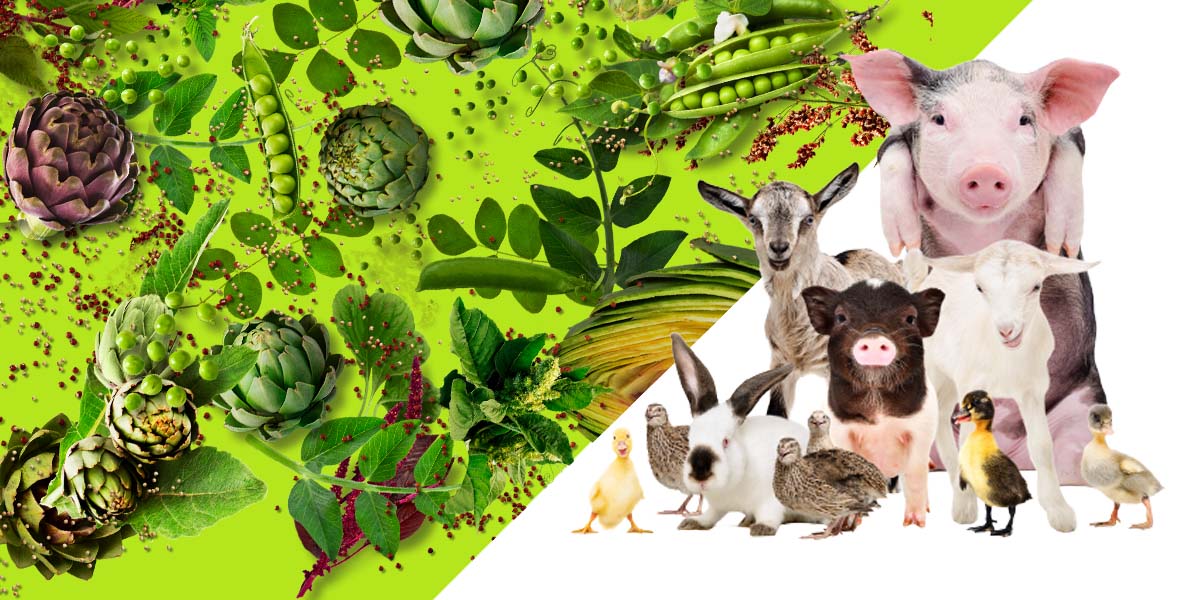 Vegan Collagen vs Animal Collagen